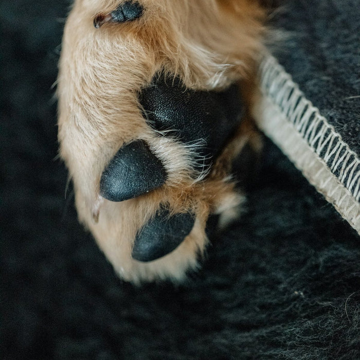 Close-up of a dog's paw pads, the kind of photo used for a paw print necklace
